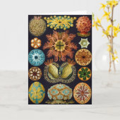 Carte Ascidiacea, Anniversaire (Fleur jaune)