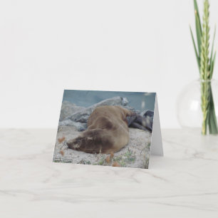 Carte Asleep on the Rocks