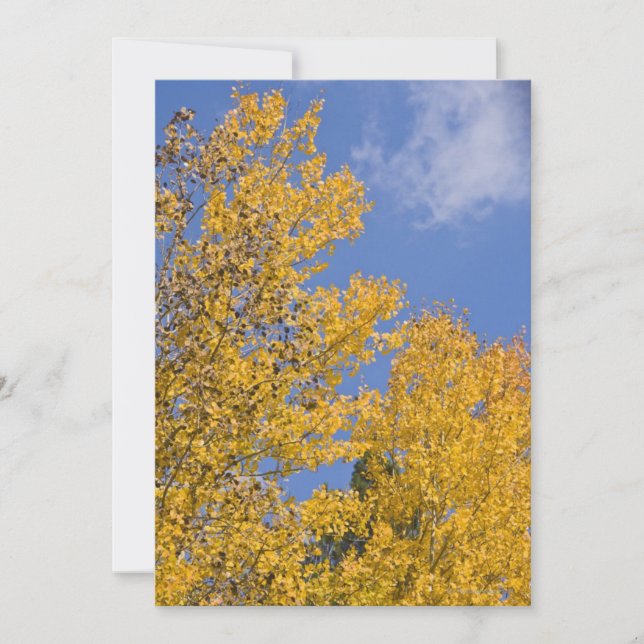 Carte Aspen d'or en automne (Devant)