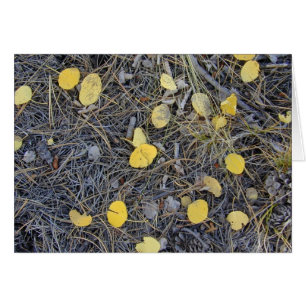 Carte Aspen Ground II