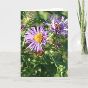 Carte Aster pourpre