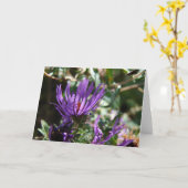 Carte Aster pourpre (Fleur jaune)