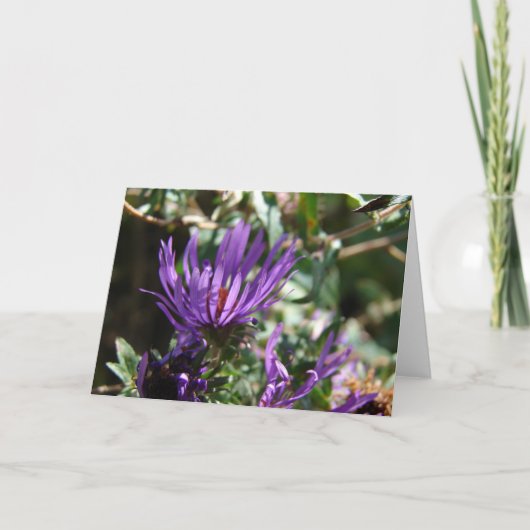 Carte Aster pourpre (Devant)