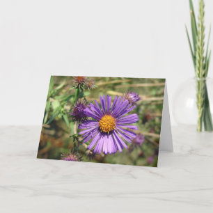 Carte Aster pourpre