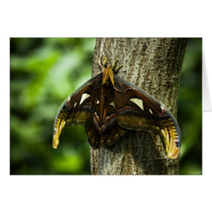 Carte Atlas Attacus