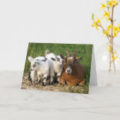 CARTE AUCUN ANNIVERSAIRE HEUREUX (Fleur jaune)