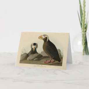 Carte Audubon (Puffin) - Audubon's Birds of America