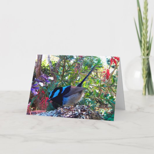 Carte Australian bird, Superb Fairy Wren. (Devant)