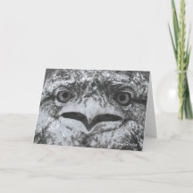 Australian Wildlife, Nature's Curmudgeon, Animal