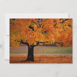 Carte automne 1