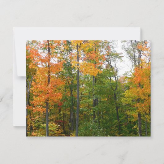 Carte Automne Maple Trees Automne Photographie de la nat (Devant)