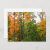 Carte Automne Maple Trees Automne Photographie de la nat (Devant / Derrière)