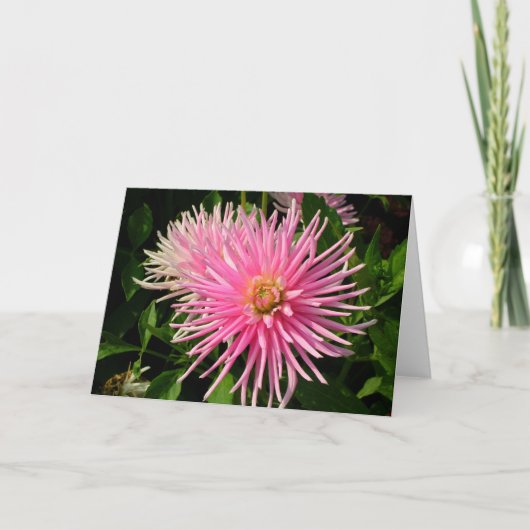 Carte aux Dahlias Roses (Devant)