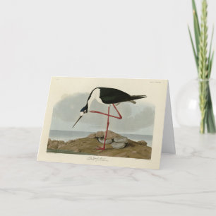 Carte Avocet à pattes longues des oiseaux d'Amérique d'A