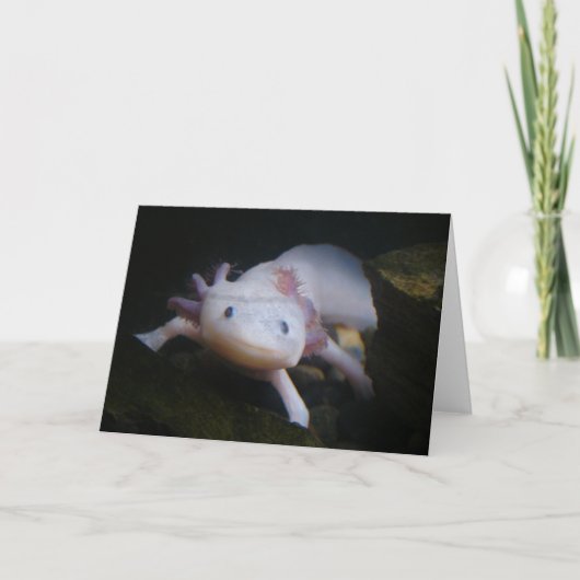 Carte Axolotl mexicain (Devant)
