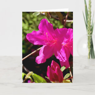 Carte Azaelea rose vierge