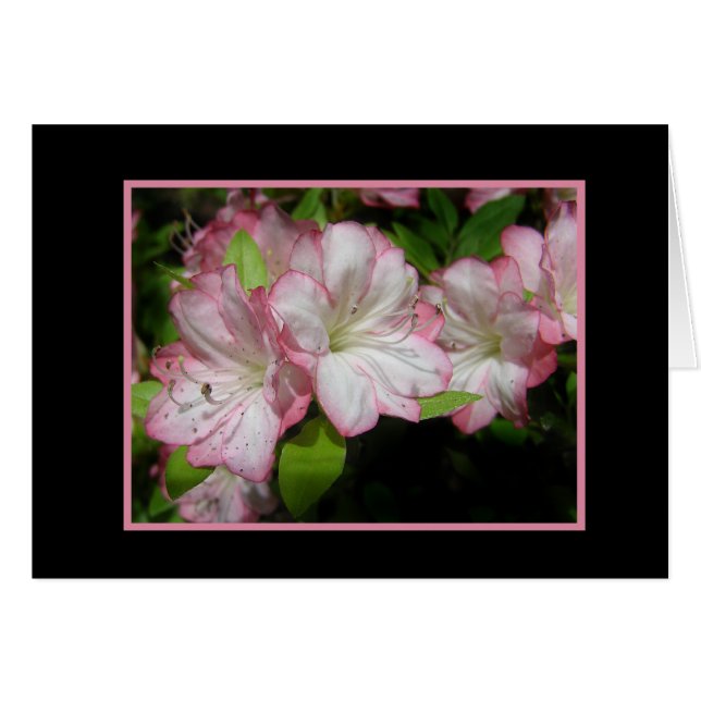 Carte Azalea rose et blanc (Devant Horizontal)