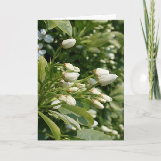 Carte Aztec Pearl - Photographie florale (Devant)