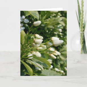 Carte Aztec Pearl - Photographie florale