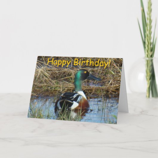 Carte B26 Northern Shoveler Duck (Devant)