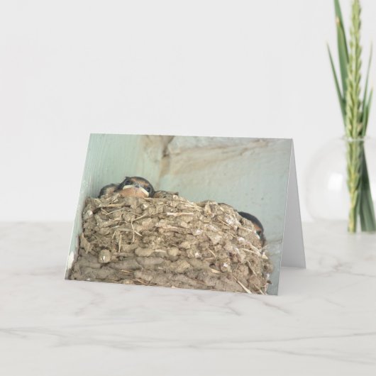 Carte Baby Barn Swallows (Devant)