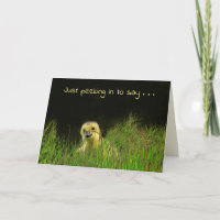 Baby Bird Little Gosling Anniversaire