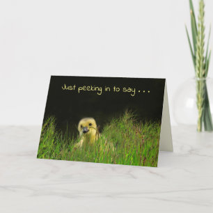 Carte Baby Bird Little Gosling Anniversaire