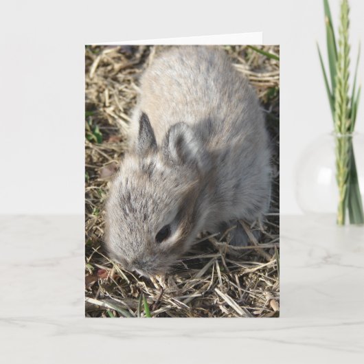 Carte Baby Bunny (Devant)