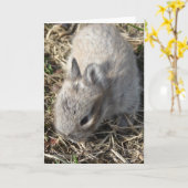 Carte Baby Bunny (Fleur jaune)