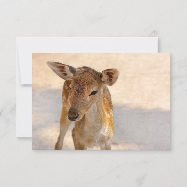 Carte Baby Deer (Devant)