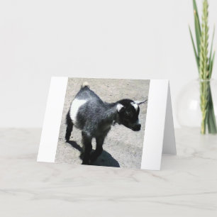 Carte Baby Goat