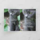 Carte Baby Grey Kitten (Intérieur)