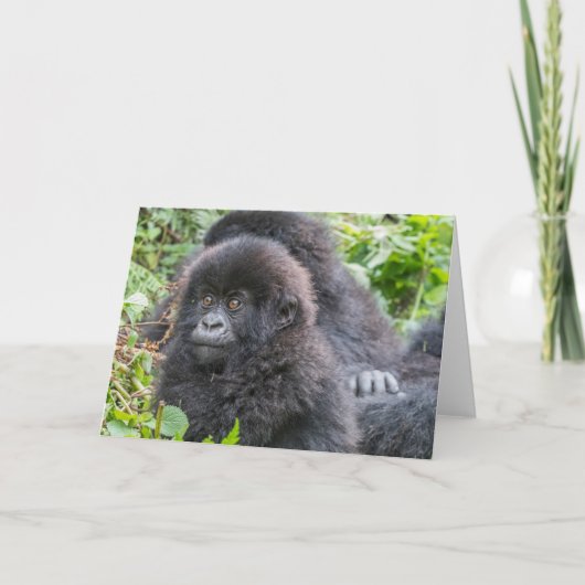 Carte Baby Mountain Gorilla (Devant)