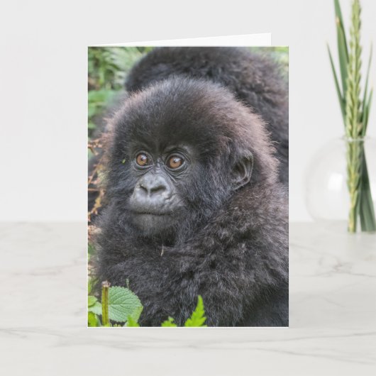 Carte Baby Mountain Gorilla (Devant)