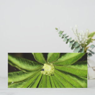 Carte Baby Palm Plante par Shirley Taylor