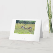 Carte Bachelor Pronghorn Antelopes fête son joyeux anniv (Dos)