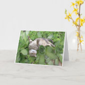 Carte Backscratch succulent (Fleur jaune)