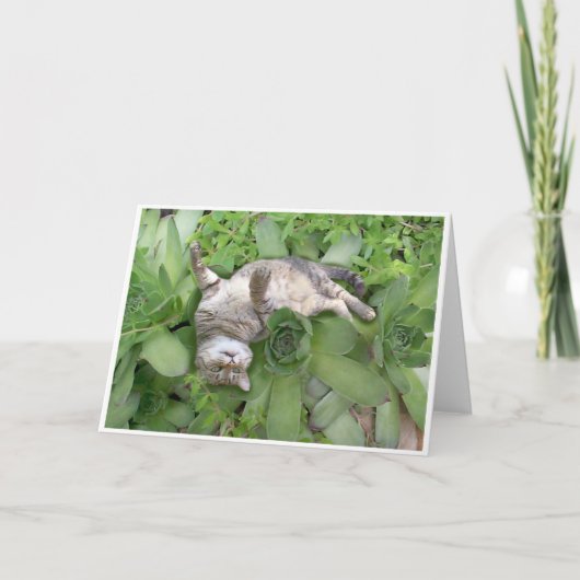 Carte Backscratch succulent (Devant)