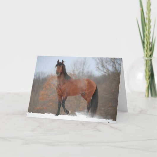 Carte Baie Andalousie Stallion debout En Neige (Devant)