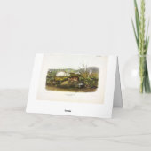 Carte Baie d'Hudson (Collared Ungava) Lemming par Audubo (Dos)