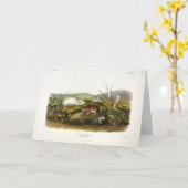 Carte Baie d'Hudson (Collared Ungava) Lemming par Audubo (Fleur jaune)