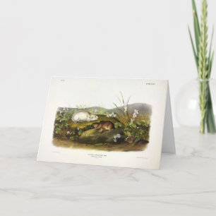 Carte Baie d'Hudson (Collared Ungava) Lemming par Audubo