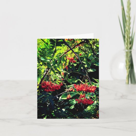 Carte Baies rouges (Devant)