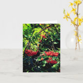 Carte Baies rouges (Fleur jaune)