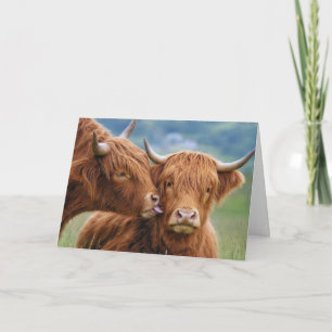 Carte Baiser de vache Highland pour anniversaire
