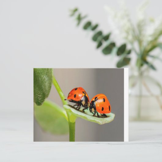Carte Baiser Ladybugs (Debout devant)