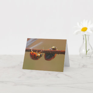 Carte Balancing Ladybugs Nature Photonote