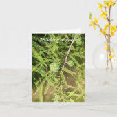Carte Bald Cypress Semence Cône Penser De Vous (Fleur jaune)