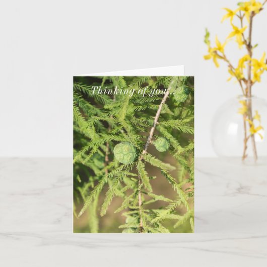 Carte Bald Cypress Semence Cône Penser De Vous (Fleur jaune)