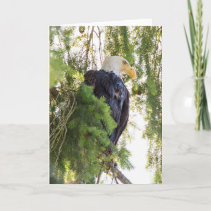 Carte Bald Eagle perché dans Douglas Fir